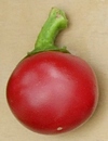Capsicum chacoense